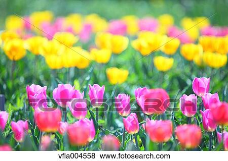 Tulips View Large Photo Image Stock Photo - Tulips. Fotosearch