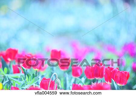 Stock Photo - Tulips. Fotosearch