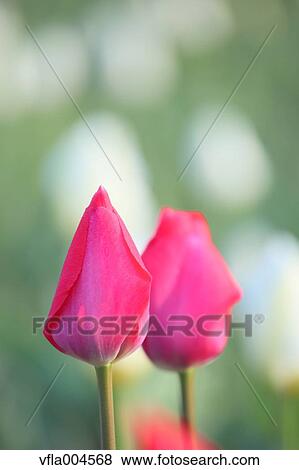 Tulips View Large Photo Image Stock Photo - Tulips. Fotosearch