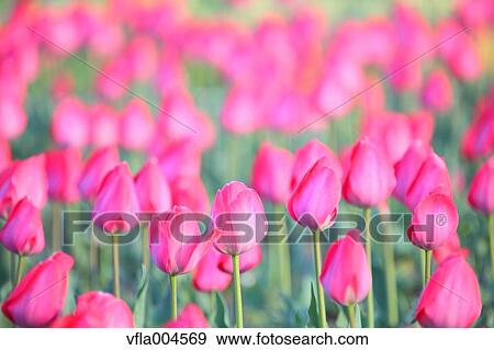 Tulips View Large Photo Image Stock Photo - Tulips. Fotosearch