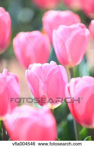Tulips View Large Photo Image Stock Photograph - Tulips. Fotosearch