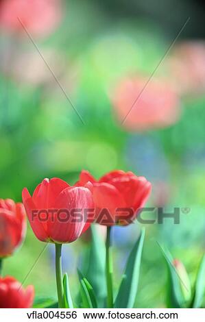 Tulips View Large Photo Image Stock Photograph - Tulips. Fotosearch