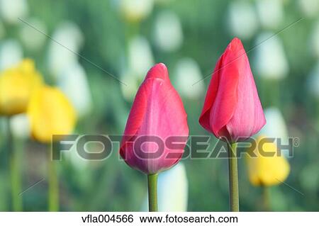 Tulips View Large Photo Image Stock Photograph - Tulips. Fotosearch