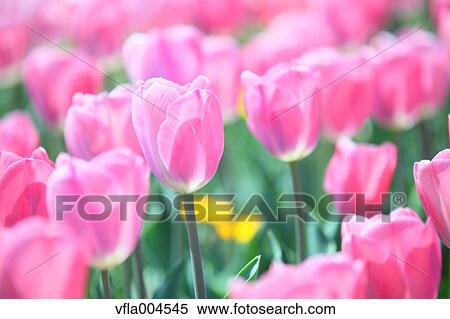Tulips View Large Photo Image Stock Photography - Tulips. Fotosearch
