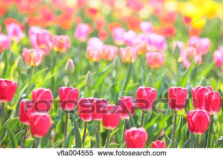 Tulips View Large Photo Image Stock Photography - Tulips. Fotosearch