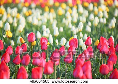 Tulips View Large Photo Image Stock Photography - Tulips. Fotosearch