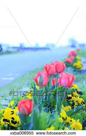 Stock Photography - Tulips. Fotosearch