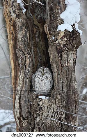 Ural Owl View Large Photo Image Stock Photo - Ural Owl. Fotosearch