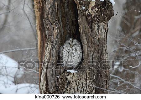 Ural Owl View Large Photo Image Stock Photograph - Ural Owl. Fotosearch