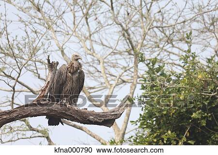 Stock Image - Vulture. Fotosearch