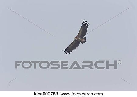 Vulture View Large Photo Image Stock Photo - Vulture. Fotosearch