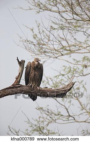 Vulture View Large Photo Image Stock Photo - Vulture. Fotosearch