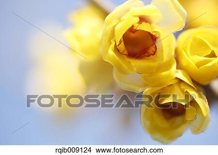 Wintersweet View Large Photo Image Picture - Wintersweet. Fotosearch