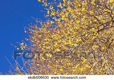 Wintersweet View Large Photo Image Stock Image - Wintersweet. Fotosearch