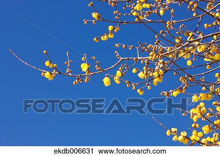 Wintersweet View Large Photo Image Stock Image - Wintersweet. Fotosearch