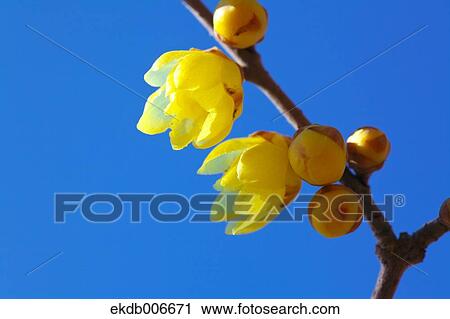 Wintersweet View Large Photo Image Stock Image - Wintersweet. Fotosearch