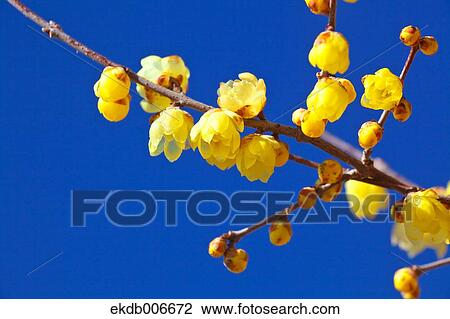 Wintersweet View Large Photo Image Stock Image - Wintersweet. Fotosearch
