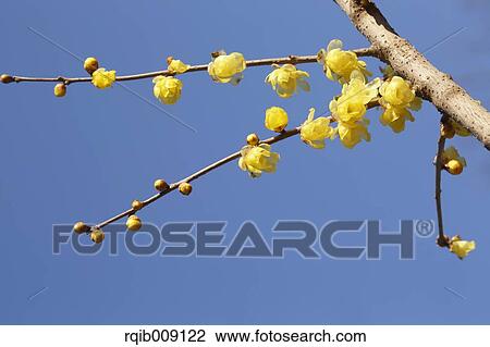 Stock Image - Wintersweet. Fotosearch
