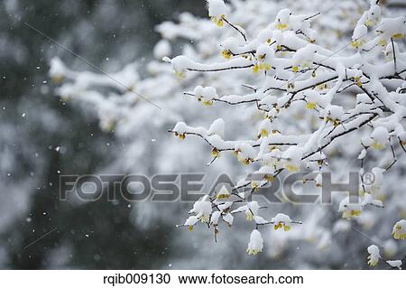 Wintersweet View Large Photo Image Stock Image - Wintersweet. Fotosearch