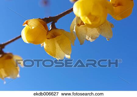 Wintersweet View Large Photo Image Stock Photo - Wintersweet. Fotosearch