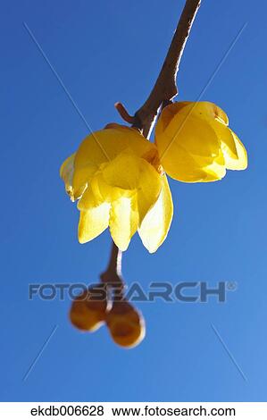 Wintersweet View Large Photo Image Stock Photo - Wintersweet. Fotosearch