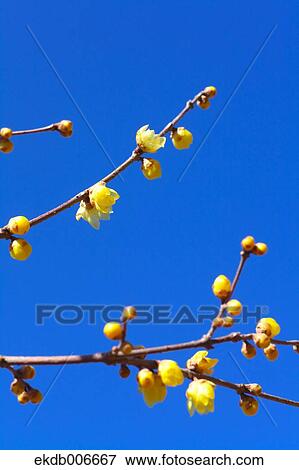 Wintersweet View Large Photo Image Stock Photo - Wintersweet. Fotosearch