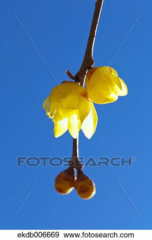 Wintersweet View Large Photo Image Stock Photo - Wintersweet. Fotosearch