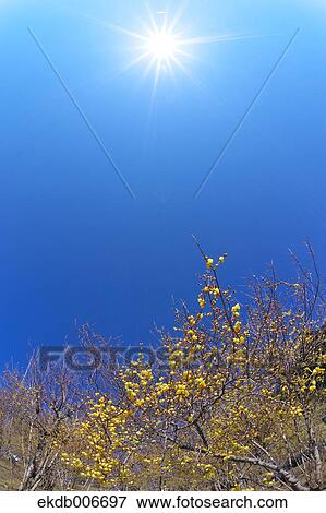 Stock Photo - Wintersweet. Fotosearch