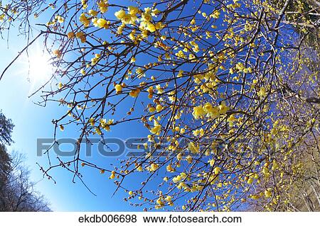 Wintersweet View Large Photo Image Stock Photo - Wintersweet. Fotosearch