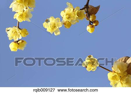 Stock Photo - Wintersweet. Fotosearch