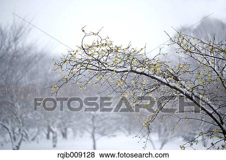 Stock Photo - Wintersweet. Fotosearch