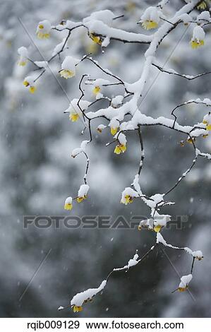 Stock Photo - Wintersweet. Fotosearch
