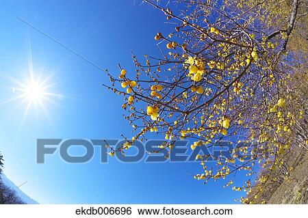 Wintersweet View Large Photo Image Stock Photograph - Wintersweet. Fotosearch