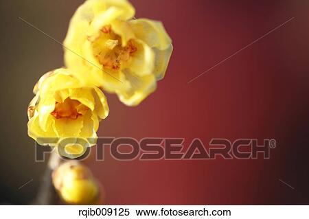 Stock Photography - Wintersweet. Fotosearch