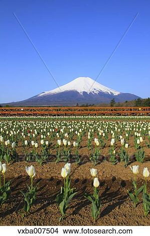 "Yamanashi Prefecture, Japan" View Large Photo Image Picture - "Yamanashi Prefecture, Japan". Fotosearch