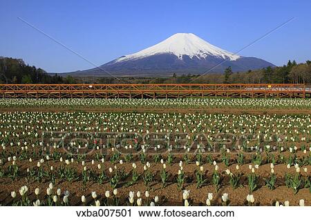 Stock Image - "Yamanashi Prefecture, Japan". Fotosearch