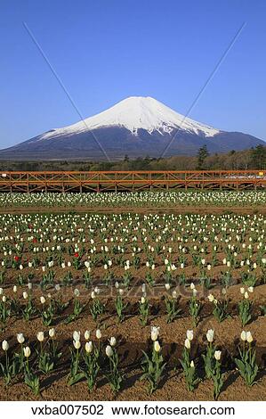 "Yamanashi Prefecture, Japan" View Large Photo Image Stock Image - "Yamanashi Prefecture, Japan". Fotosearch