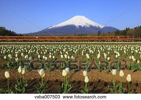 "Yamanashi Prefecture, Japan" View Large Photo Image Stock Image - "Yamanashi Prefecture, Japan". Fotosearch