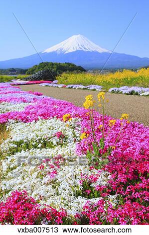 "Yamanashi Prefecture, Japan" View Large Photo Image Stock Image - "Yamanashi Prefecture, Japan". Fotosearch
