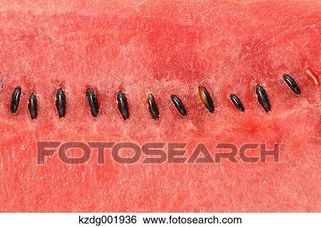 Watermelon View Large Photo Image Stock Photograph - Watermelon. Fotosearch