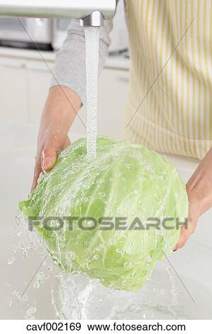 Woman washing cabbage in an open kitchen View Large Photo Image Stock Photo - Woman washing cabbage in an open kitchen. Fotosearch