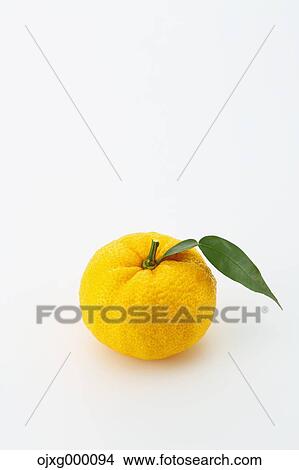 Yuzu View Large Photo Image Picture - Yuzu. Fotosearch