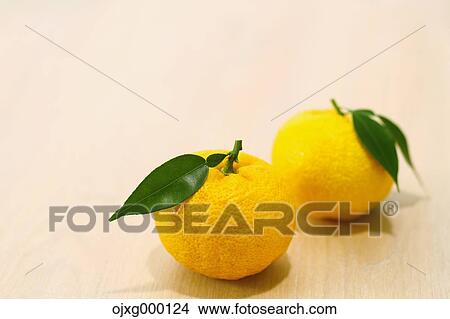 Yuzu View Large Photo Image Picture - Yuzu. Fotosearch