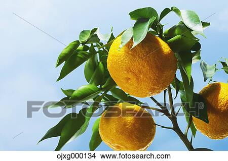 Picture - Yuzu. Fotosearch