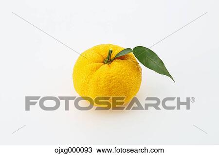 Stock Image - Yuzu. Fotosearch