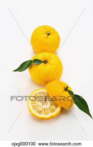 Yuzu View Large Photo Image Stock Image - Yuzu. Fotosearch