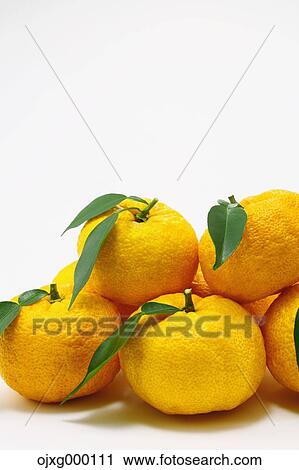 Yuzu View Large Photo Image Stock Image - Yuzu. Fotosearch