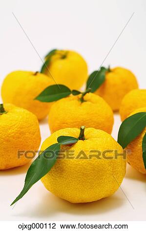 Stock Image - Yuzu. Fotosearch