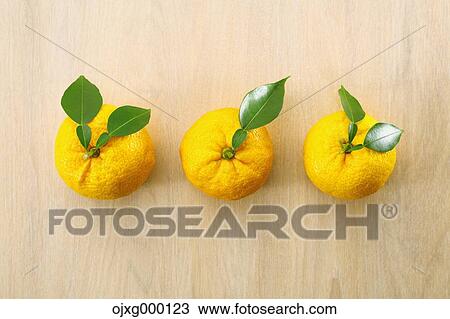 Yuzu View Large Photo Image Stock Image - Yuzu. Fotosearch