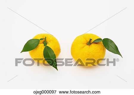 Stock Photo - Yuzu. Fotosearch